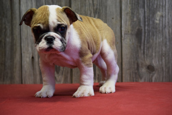 AKC Registered English Bulldog For Sale Fresno Ohio Male Ranger