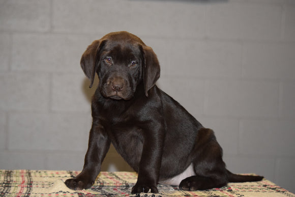 AKC Registered Chocolate Labrador Retriever Puppy For Sale Female Tessa Sugarcreek, Ohio