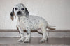 Dalmatian-Beagle Mix For Sale Fredericksburg Ohio Female Penny