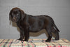 AKC Registered Chocolate Labrador Retriever Puppy For Sale Female Tessa Sugarcreek, Ohio