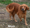 Molly Female AKC Registered Golden Retriever Puppy For Sale Butler Ohio