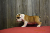 Beabull Puppy For Sale Fresno Ohio Male Rowdy