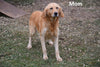 Rover Male Purebred Golden Retriever Puppy For Sale Butler Ohio