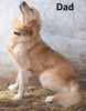 Lexi  Female Purebred Golden Retriever Puppy For Sale Butler Ohio