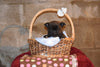 Tomy Male Boston Terrier Norwegian Elkhound Mix Puppy For Sale Butler Ohio