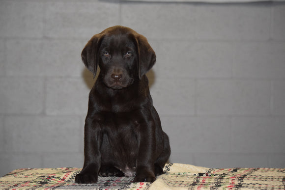 AKC Registered Chocolate Labrador Retriever Puppy For Sale Male Travis Sugarcreek, Ohio