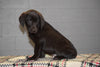 AKC Registered Chocolate Labrador Retriever Puppy For Sale Male Travis Sugarcreek, Ohio