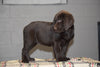 AKC Registered Chocolate Labrador Retriever Puppy For Sale Male Travis Sugarcreek, Ohio