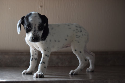 Dalmatian-Beagle Mix For Sale Fredericksburg Ohio Female Patches