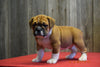 Beabull Puppy For Sale Fresno Ohio Female Shania