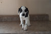 Dalmatian-Beagle Mix For Sale Fredericksburg Ohio Female Patches