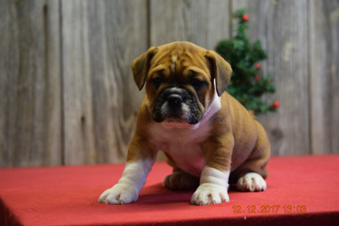 Beabull Puppy For Sale Fresno Ohio Female Shania