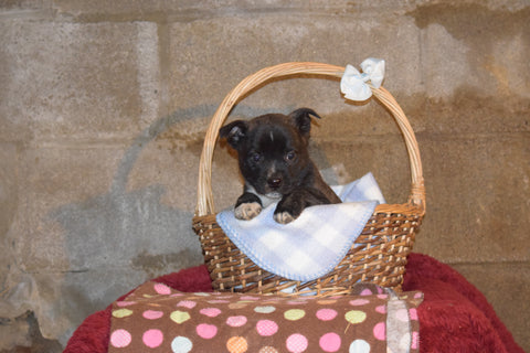 Tyler Male Boston Terrier Norwegian Elkhound Mix Puppy For Sale Butler Ohio