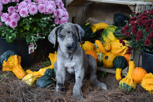 AKC Registered Great Dane For Sale Baltic Ohio Bailey Female