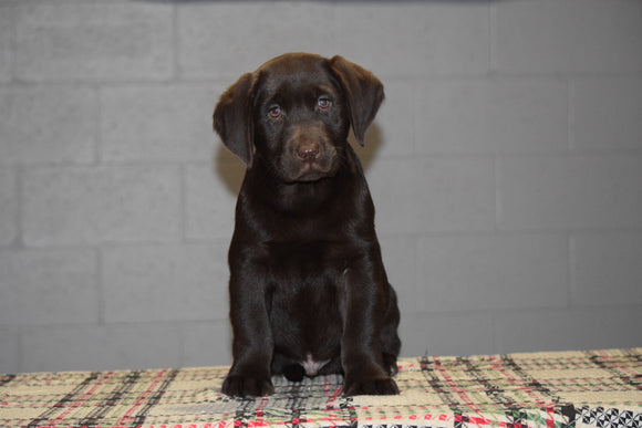 AKC Registered Chocolate Labrador Retriever Puppy For Sale Male Trevor Sugarcreek, Ohio