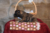 Tito Male Boston Terrier Norwegian Elkhound Mix Puppy For Sale Butler Ohio
