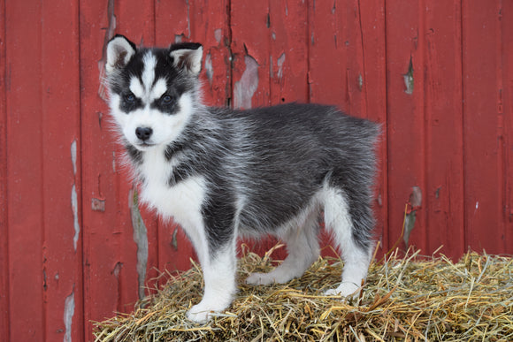 AKC Registered Siberian Husky Puppy For Sale Male Skip Baltic, Ohio