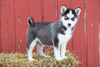 AKC Registered Siberian Husky Puppy For Sale Female Dixie Baltic, Ohio