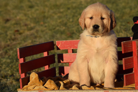 AKC Registered Golden Retriever Puppy For Sale Male Tommy Millersburg, Ohio