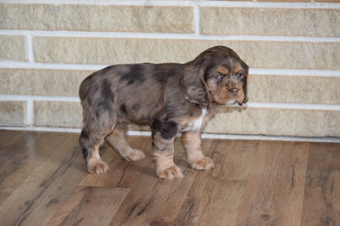 AKC Cocker Spaniel For Sale Fredericksburg Ohio Female Queenie