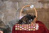 Terra Female Boston Terrier Norwegian Elkhound Mix Puppy For Sale Butler Ohio