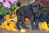 AKC Registered Great Dane For Sale Baltic Ohio Female Maggie