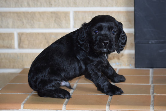 AKC Cocker Spaniel For Sale Fredericksburg Ohio Male Buster