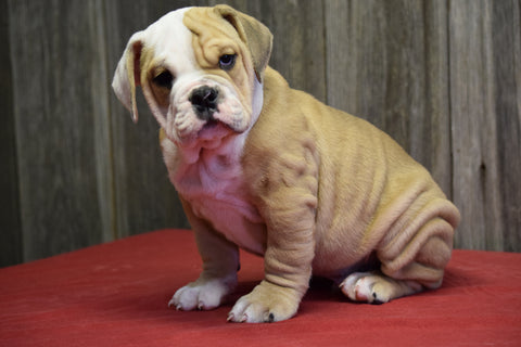 Beabull Puppy For Sale Fresno Ohio Male Bruno