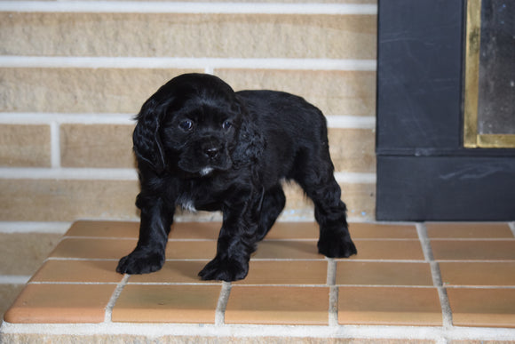 AKC Cocker Spaniel For Sale Fredericksburg Ohio Female Chloe