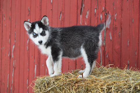 AKC Registered Siberian Husky Puppy For Sale Female Dixie Baltic, Ohio