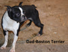 Tarzan Male Boston Terrier Norwegian Elkhound Mix Puppy For Sale Butler Ohio