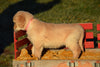 AKC Registered Golden Retriever Puppy For Sale Female Lilly Millersburg, Ohio