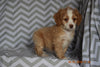 Cockapoo Puppy For Sale Millersburg Ohio Sky Female