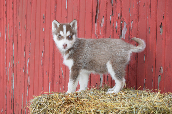 AKC Registered Siberian Husky Puppy For Sale Male Kirby Baltic, Ohio