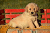 AKC Registered Golden Retriever Puppy For Sale Male Mickey Millersburg, Ohio