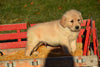 AKC Registered Golden Retriever Puppy For Sale Male Mickey Millersburg, Ohio