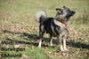 Terra Female Boston Terrier Norwegian Elkhound Mix Puppy For Sale Butler Ohio