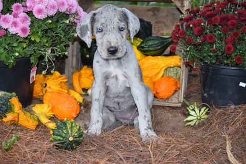 AKC Registered Great Dane For Sale Baltic Ohio Abby Female