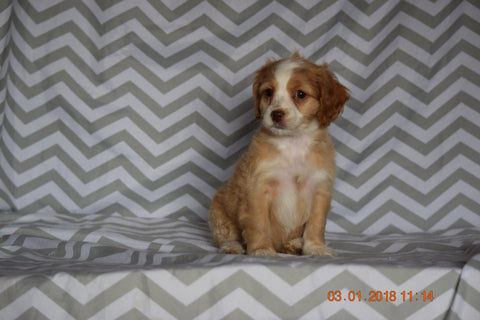 Cockapoo Puppy For Sale Millersburg Ohio Sky Female