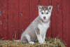AKC Registered Siberian Husky Puppy For Sale Female Lucy Baltic, Ohio