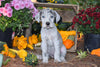 AKC Resgisterd Great Dane For Sale Baltic Ohio Chloe Female