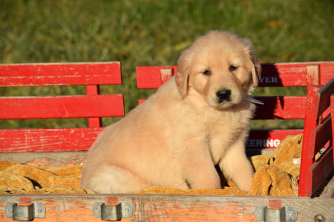 AKC Registered Golden Retriever Puppy For Sale Male Beanie Millersburg, Ohio