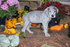 AKC Resgisterd Great Dane For Sale Baltic Ohio Chloe Female