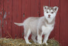 AKC Registered Siberian Husky Puppy For Sale Female Lucy Baltic, Ohio