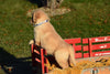 AKC Registered Golden Retriever Puppy For Sale Male Beanie Millersburg, Ohio