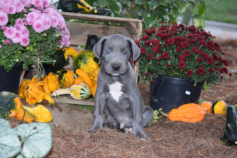 AKC Registered Great Dane For Sale Baltic Ohio Harley Male