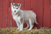 AKC Registered Siberian Husky Puppy For Sale Female Lucy Baltic, Ohio