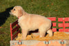 AKC Registered Golden Retriever Puppy For Sale Female Abbey Millersburg, Ohio