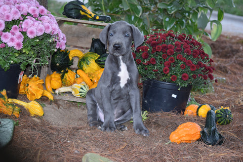 AKC Registered Great Dane For Sale Baltic Ohio Male Oliver