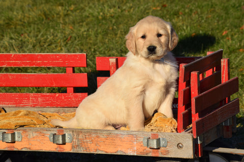 AKC Registered Golden Retriever Puppy For Sale Male Sammie Millersburg, Ohio